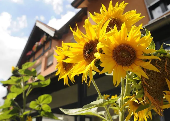 Bio Bayerischer Wirt Hotel